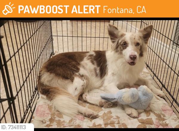 Found/Stray Female Dog last seen Target, Fontana, CA 92335