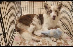 Found/Stray Female Dog last seen Target, Fontana, CA 92335