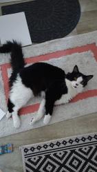 Lost Male Cat last seen Child's Hill Park,, Greater London, England NW2 2AL