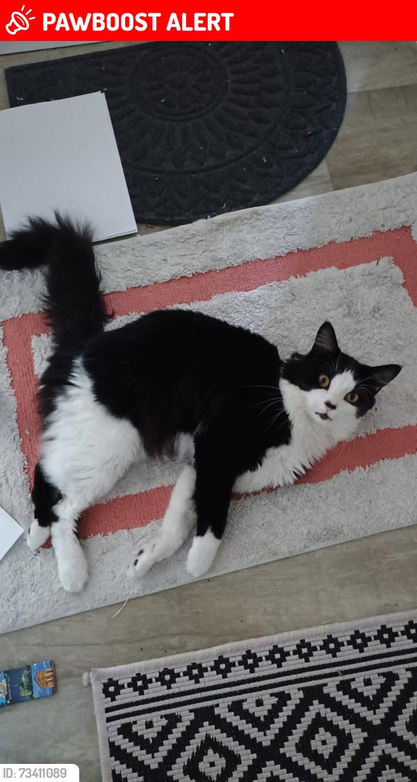 Lost Male Cat last seen Child's Hill Park,, Greater London, England NW2 2AL