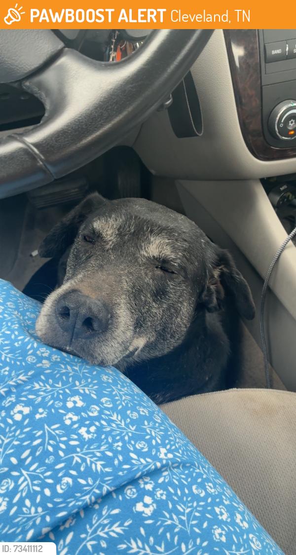 Found/Stray Male Dog last seen Oak grove elementary school, Cleveland, TN 37311