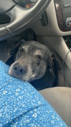 Found/Stray Male Dog last seen Oak grove elementary school, Cleveland, TN 37311