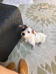 Found/Stray Female Dog last seen Herndon /Palm, Fresno, CA 93650
