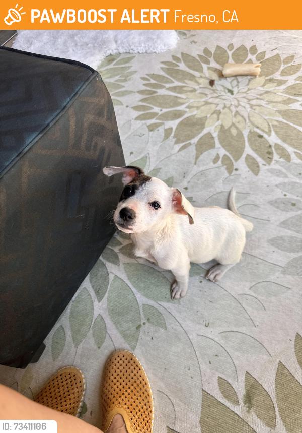 Found/Stray Female Dog last seen Herndon /Palm, Fresno, CA 93650