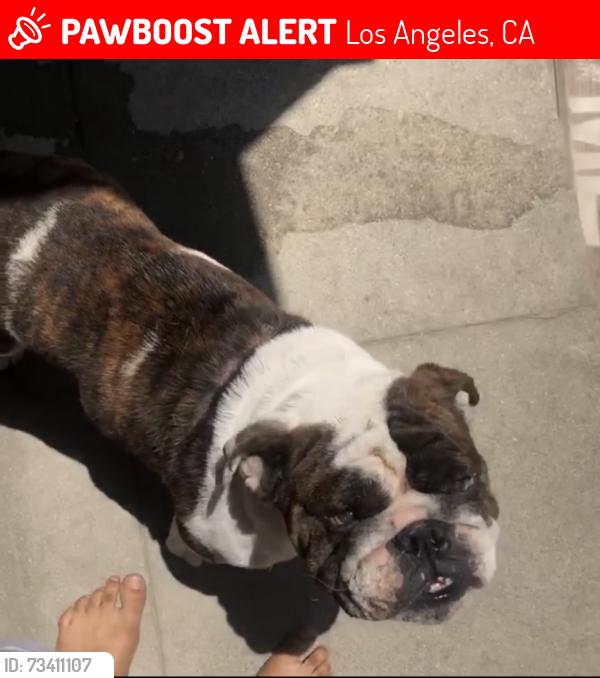 Lost Male Dog last seen Van Ness and Manchester Avenue, Los Angeles, CA 90047