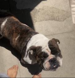 Lost Male Dog last seen Van Ness and Manchester Avenue, Los Angeles, CA 90047