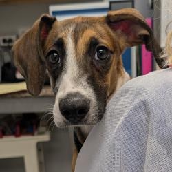 Shelter Stray Male Dog last seen , 328 Furman Hall Rd, Greenville, SC 29609, USA