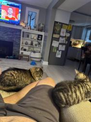 Reunited Female Cat last seen Linden and park, Burlington, NJ 08016