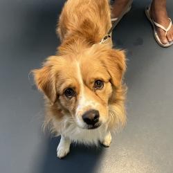 Shelter Stray Male Dog last seen , 980 Guilford College Rd, Greensboro, NC 27409, USA