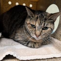 Shelter Stray Female Cat last seen , 361 S Raymond Ave, Pasadena, CA 91105, USA
