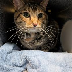 Shelter Stray Female Cat last seen , 361 S Raymond Ave, Pasadena, CA 91105, USA