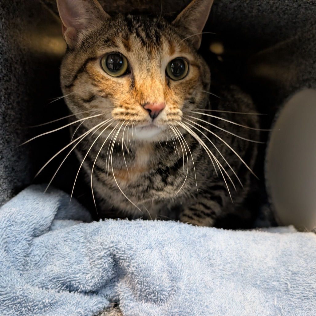 Shelter Stray Female Cat last seen , 361 S Raymond Ave, Pasadena, CA 91105, USA