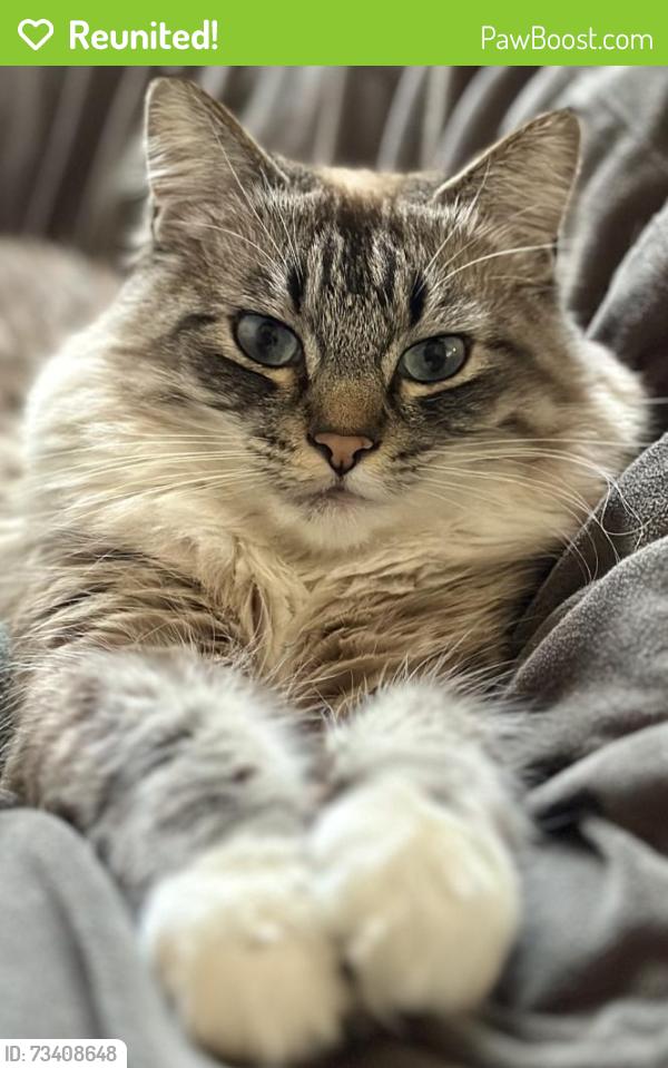 Reunited Female Cat last seen Crocker Highlands, Oakland, CA 94610