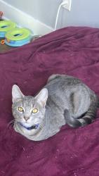 Reunited Male Cat last seen Crown Beach, Alameda, CA 94501