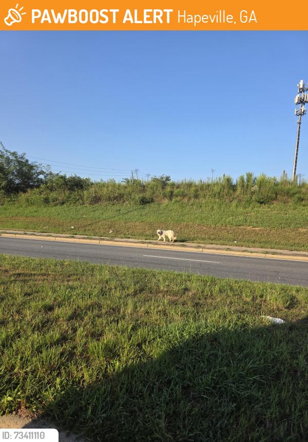 Found/Stray Unknown Dog last seen Kaconnis road and central in hapeville, Hapeville, GA 30354
