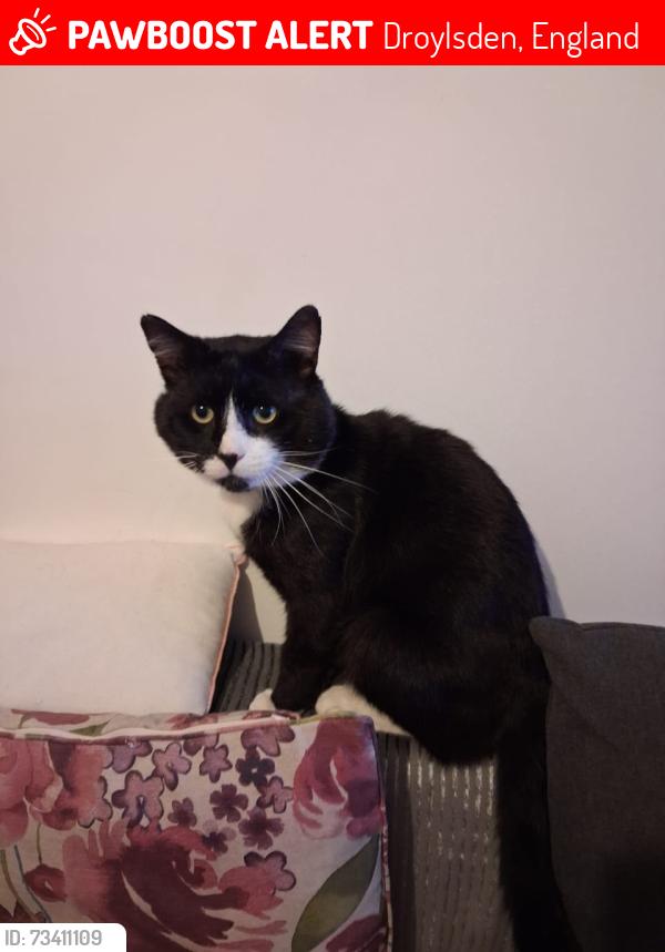 Lost Male Cat last seen Albion Drive Droylsden, M43 7NP, Manchester, Droylsden, England 