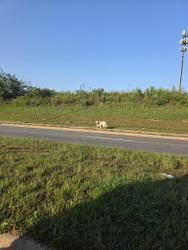 Found/Stray Unknown Dog last seen Kaconnis road and central in hapeville, Hapeville, GA 30354