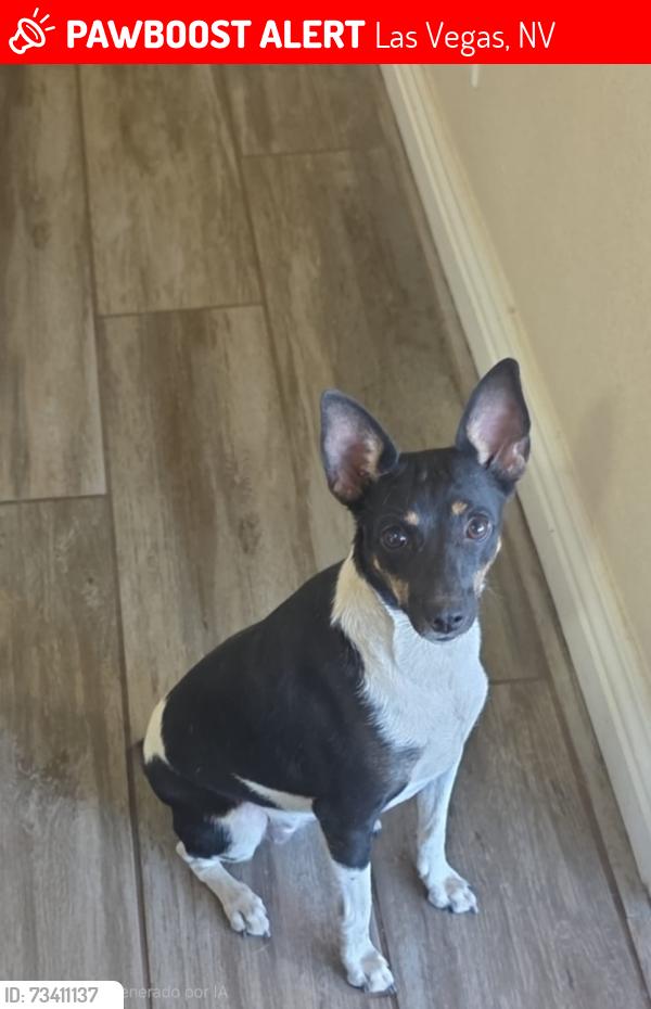 Lost Female Dog last seen Flamingo y Mountain vistas, Las Vegas, NV 89121