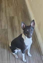 Lost Female Dog last seen Flamingo y Mountain vistas, Las Vegas, NV 89121