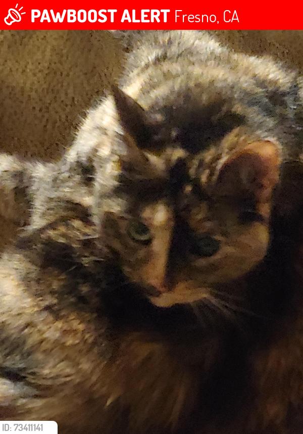 Lost Female Cat last seen Maple and Behymer, Fresno, CA 93730