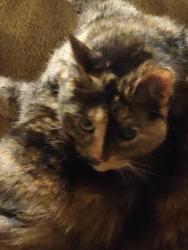 Lost Female Cat last seen Maple and Behymer, Fresno, CA 93730