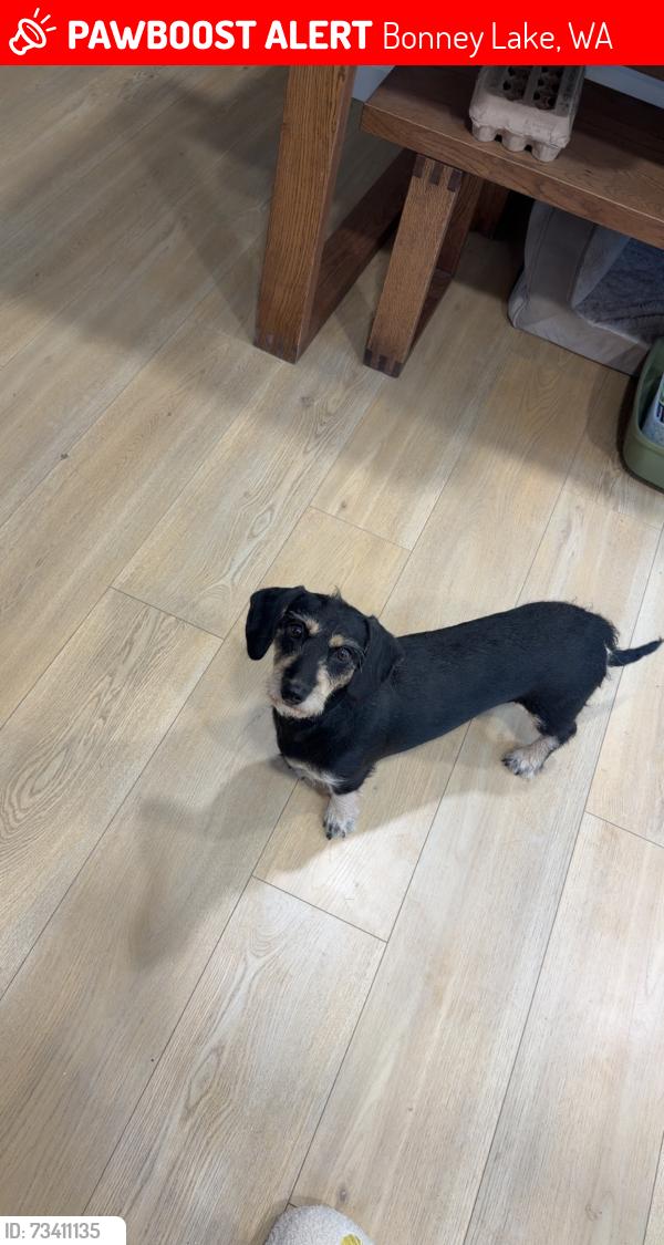 Lost Female Dog last seen Bonney lake highschool, Bonney Lake, WA 98391