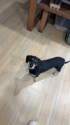 Lost Female Dog last seen Bonney lake highschool, Bonney Lake, WA 98391