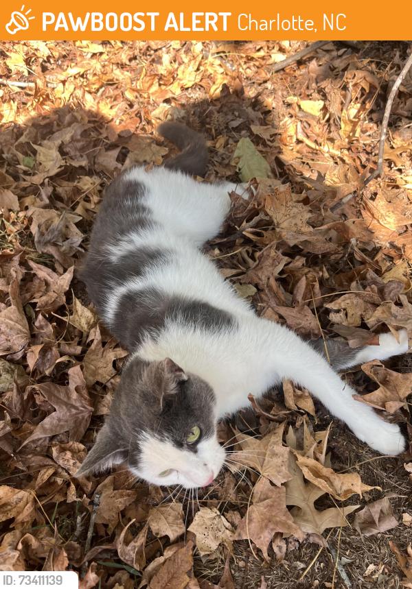 Found/Stray Female Cat last seen Sardis oaks rd, Charlotte, NC 28270