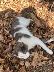 Found/Stray Female Cat last seen Sardis oaks rd, Charlotte, NC 28270