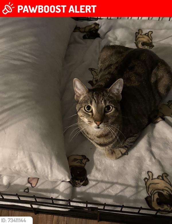 Lost Male Cat last seen David Blvd, Charlotte County, FL 33981