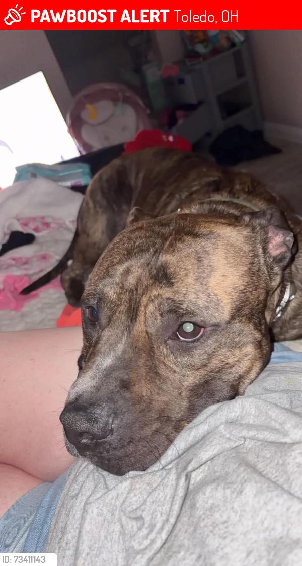 Lost Male Dog last seen Collingwood, Toledo, OH 43604
