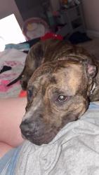 Lost Male Dog last seen Collingwood, Toledo, OH 43604