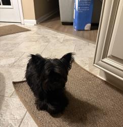 Found/Stray Female Dog last seen Lovejoy Road, near apts near walmart, Lovejoy, GA 30228