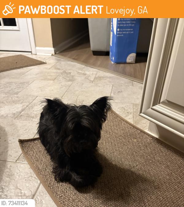 Found/Stray Female Dog last seen Lovejoy Road, near apts near walmart, Lovejoy, GA 30228