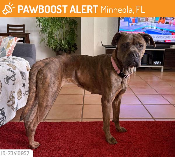 Found/Stray Female Dog last seen Brimming Lake Rd. Minneola, FL, Minneola, FL 34715