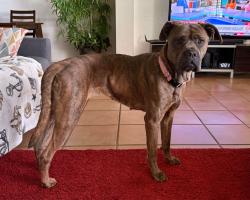 Found/Stray Female Dog last seen Brimming Lake Rd. Minneola, FL, Minneola, FL 34715