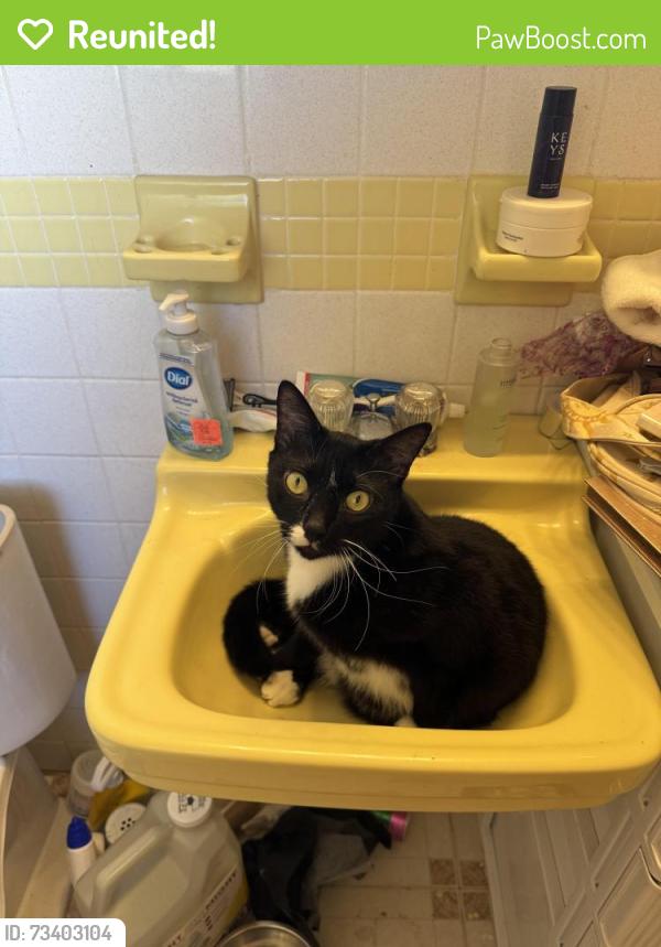 Reunited Male Cat last seen Lytton Road near raceway Baptist Church, Melbourne, FL 32935