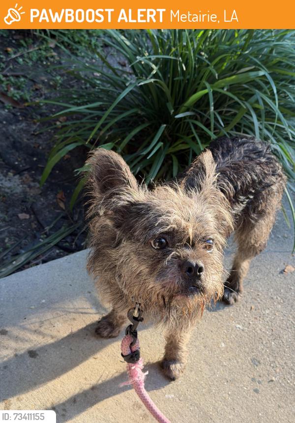 Found/Stray Male Dog last seen Dumaine and Wilshire Blvd, Metairie, LA 70005