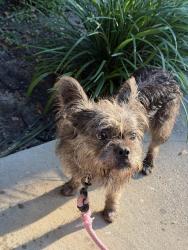 Found/Stray Male Dog last seen Dumaine and Wilshire Blvd, Metairie, LA 70005