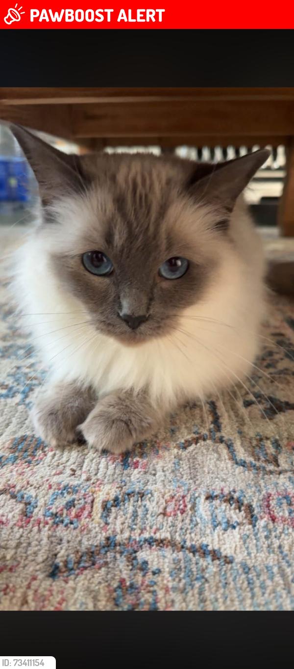Lost Female Cat last seen hu6 8su, Kingston upon Hull, England HU6 8SU