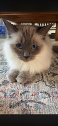 Lost Female Cat last seen hu6 8su, Kingston upon Hull, England HU6 8SU