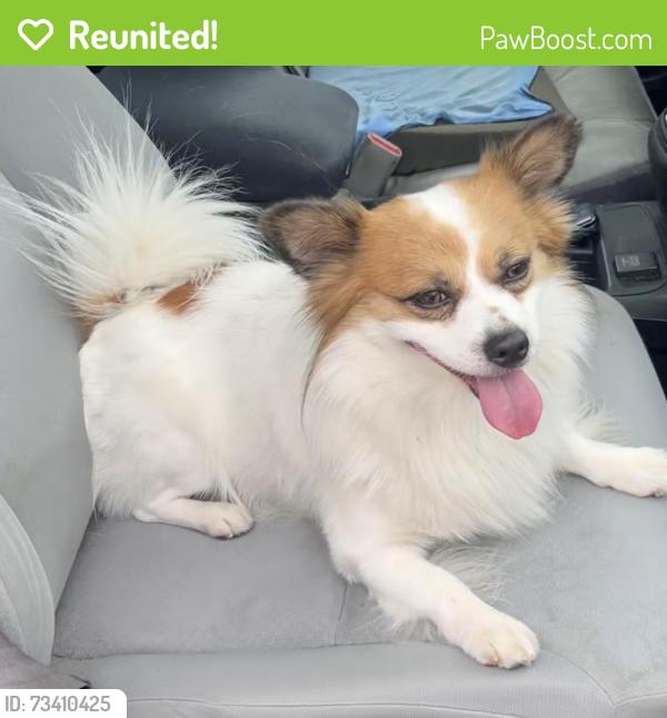 Reunited Male Dog last seen Baseline Ave and Amelia Ave in Glendora, Glendora, CA 91741