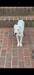 Lost Female Dog last seen chapelwood ln, Prince George's County, MD 20743