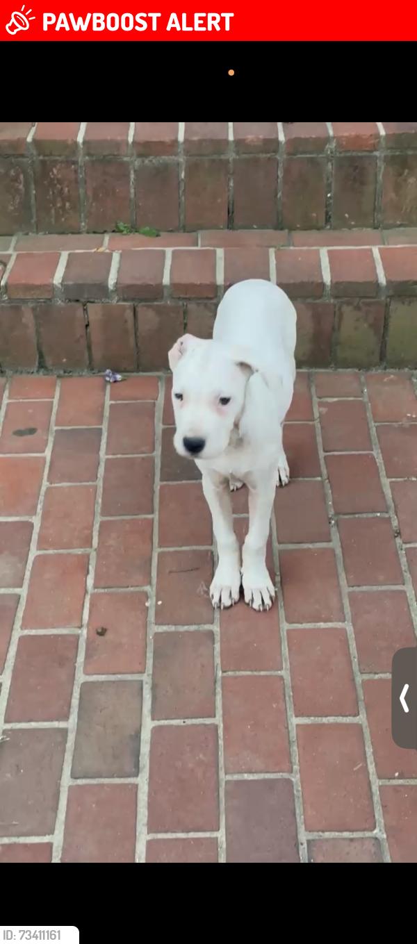 Lost Female Dog last seen chapelwood ln, Prince George's County, MD 20743