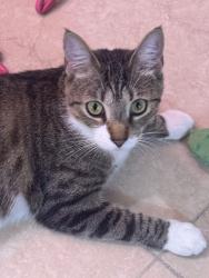 Lost Female Cat last seen Near 5th St and 6th CT, Plantation, FL 33317