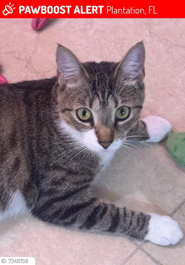 Lost Female Cat last seen Near 5th St and 6th CT, Plantation, FL 33317
