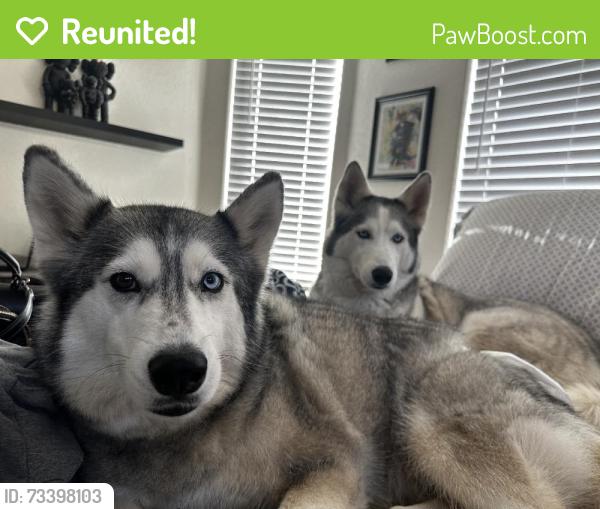 Reunited Male Dog last seen Near W Flanagan St, Avondale, AZ 85323, USA, Avondale, AZ 85323