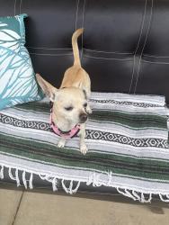 Reunited Male Dog last seen Near Harris Ave, Sacramento, CA 95838, USA, Sacramento, CA 95838