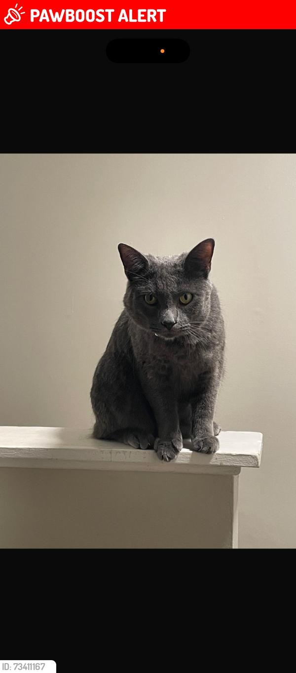 Lost Male Cat last seen Paperbark Square, Downingtown Pa 19335, East Brandywine Township, PA 19335