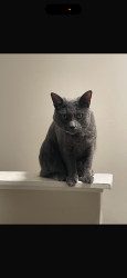 Lost Male Cat last seen Paperbark Square, Downingtown Pa 19335, East Brandywine Township, PA 19335